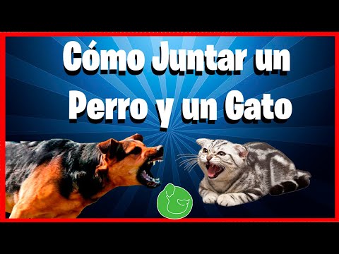 Video: ¿Pueden los perros quedar embarazadas si nunca tuvieron un período?