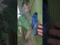 bird get stuck and die play pretend