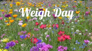 Weigh Day - Week 282 - Chit Chat - 20th of June 2023