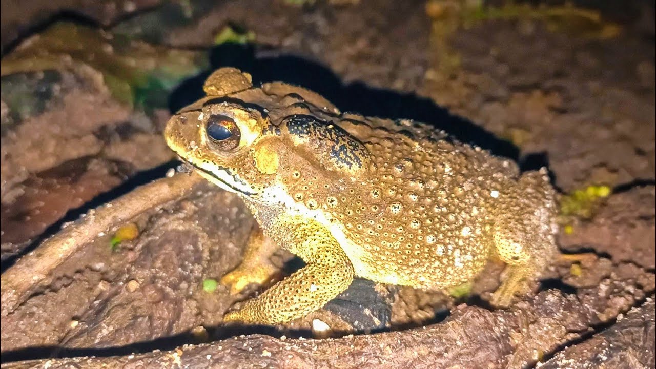 The sound of a funny fat frog sounds in All the rainy night, cute frog