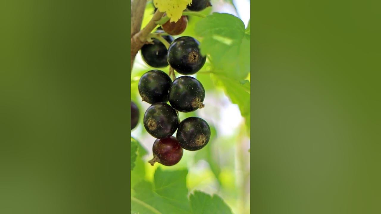 Смородина дикая, лесные ягоды, питательные вещества #shorts - YouTube