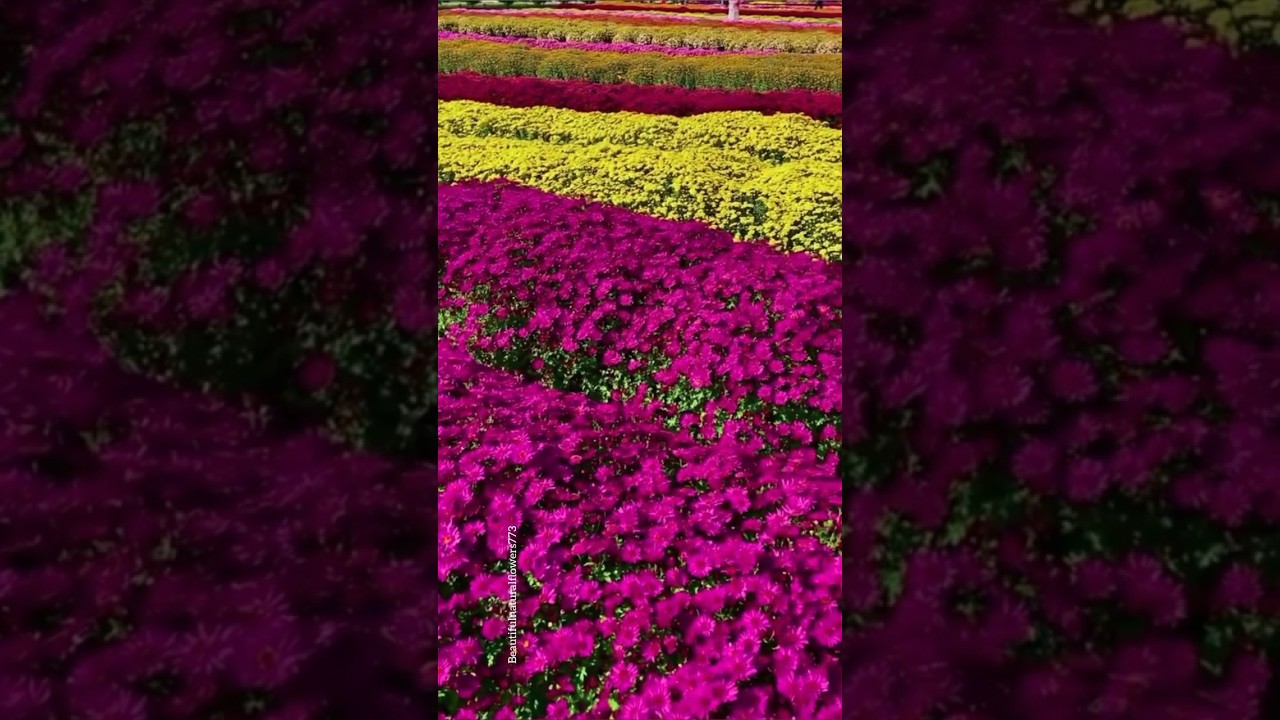 Chrysanthemum flower garden 