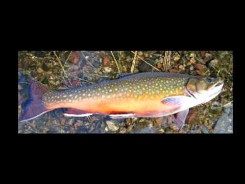 Video: Brook trout: species description, fishing features