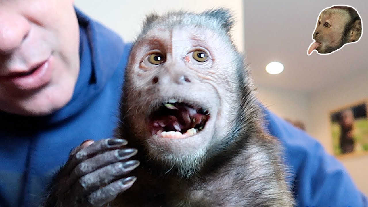 cute monkey pics Monkey Eats Delicious Salad!