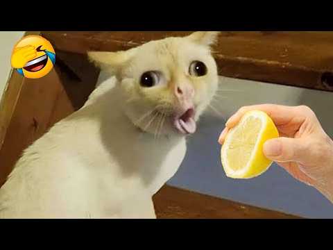 Funny Animals 😅 Best Funny Cats and Dogs Videos 😹🐶 PART 9