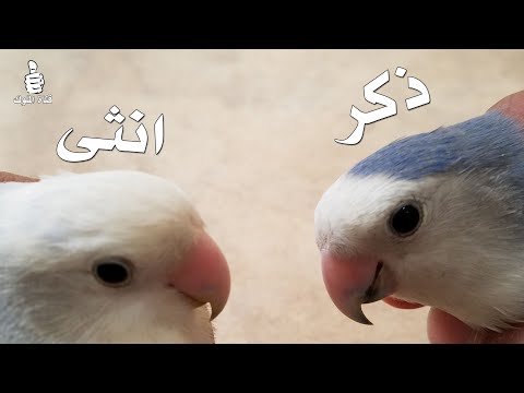 كيف تعرف ذكر الروز من الانثى بطريقة سهله طيور لوف بيرد 