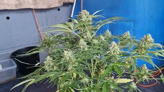 Milky way rqs few days from harvest finishing flushπ₯π’π₯π’π₯π’π₯