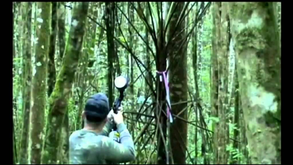 Kauai scientists use painbtall guns to combat invasive plant species