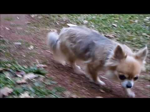 leslie van houten l incroyable balade du chihuahua 1