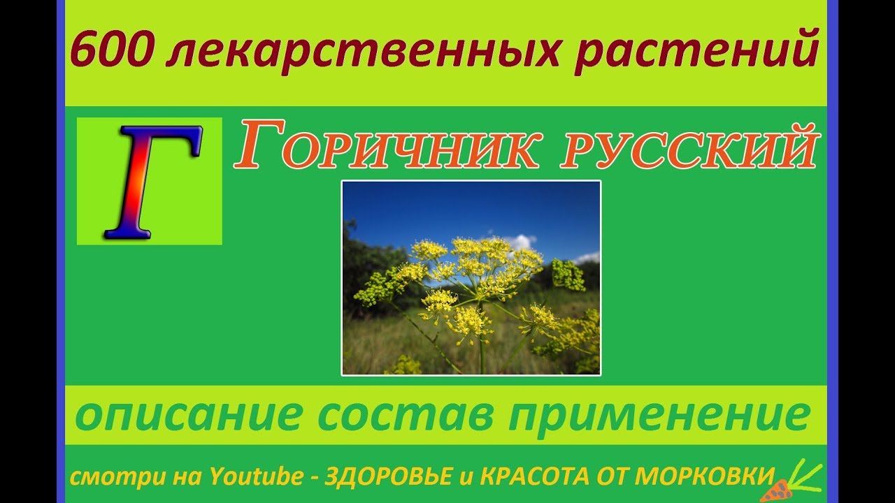 горичник русский 600 лекарственных растений