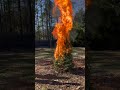 Burning Our Christmas Tree 