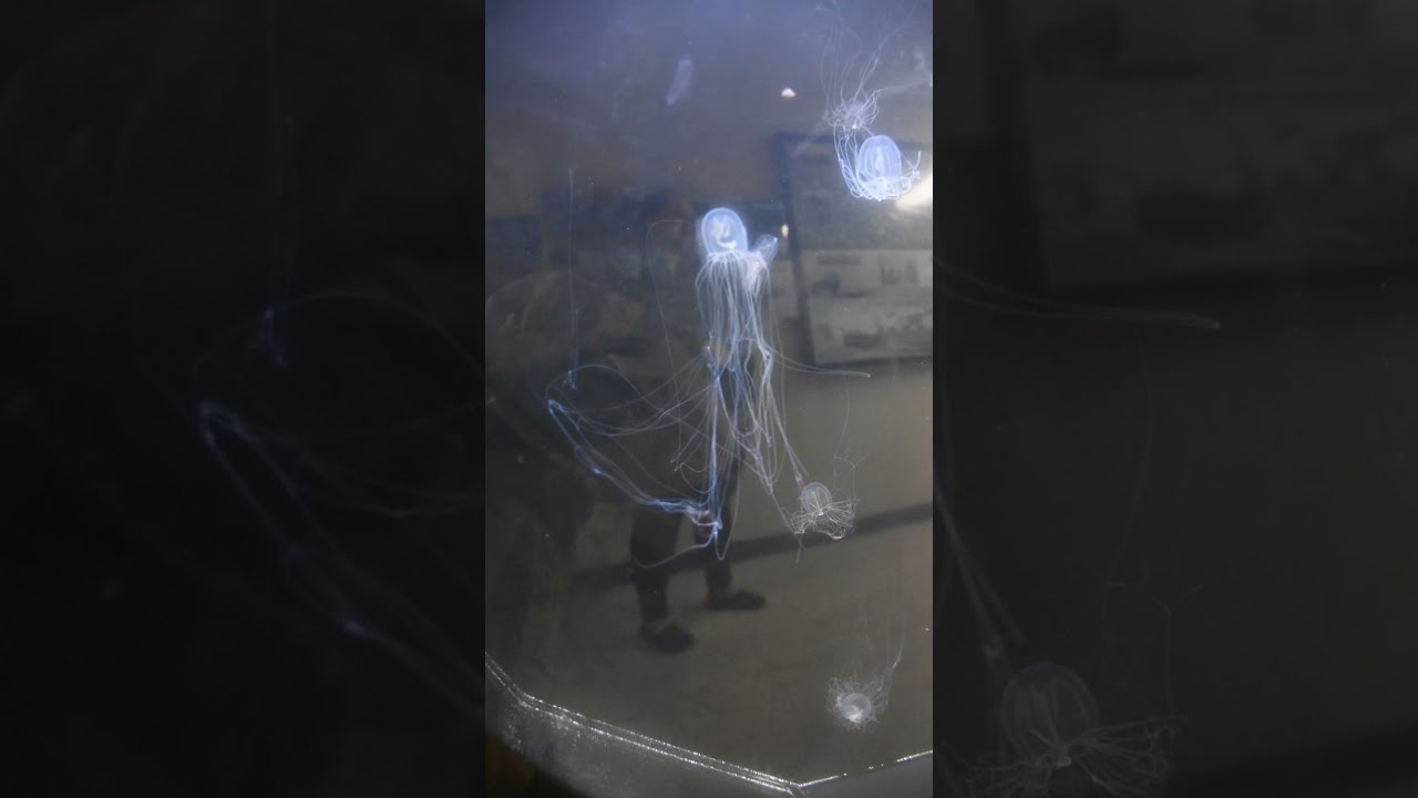 Hydroid Polyp And Medusa Stages Telonicher Marine Lab Sciencefacts Animal Biology