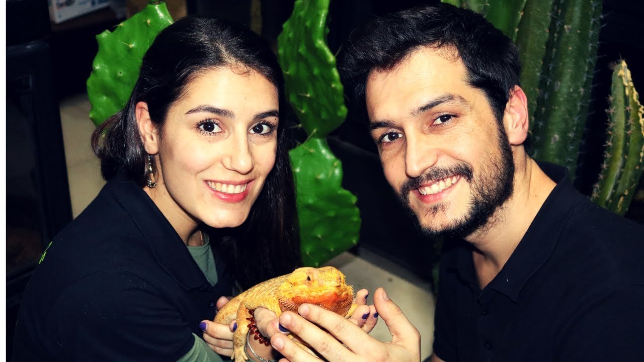 COMO MANTER UM DRAGÃO BARBUDO !