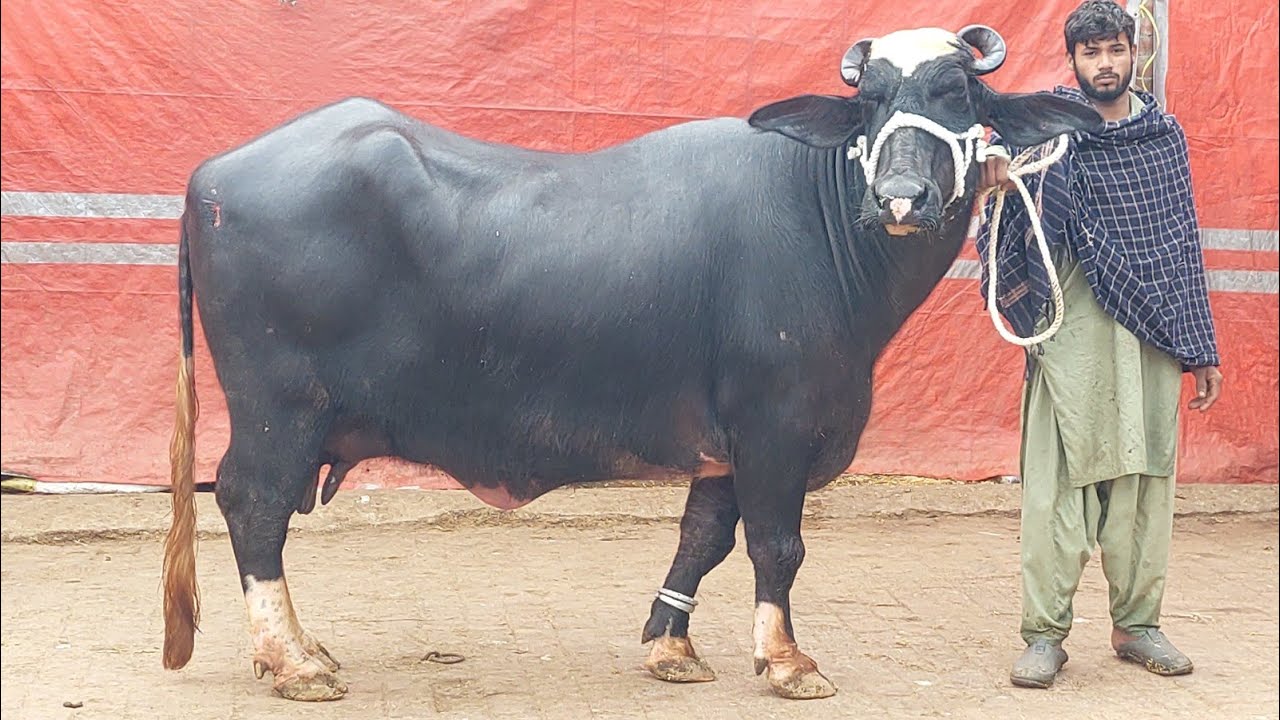 وقاص عرف کالا 4 بھینسیں برائے فروخت 13 جنوری 2026 karnana channel