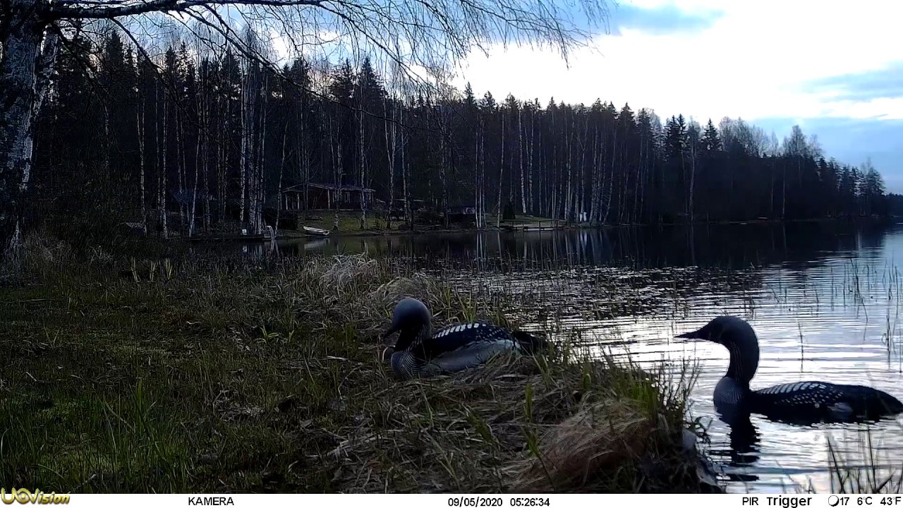 Riistakamera Uovision Glory 4G LTE 20MP Full HD Lähettämä Kuikkavideo