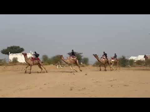 Camel Safari & Camel Running – Raisar Desert Camp, Bikaner | Experience the Royal Ride of Rajasthan