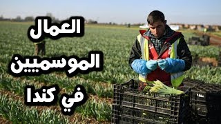 عقود العمل الموسمية  في كندا