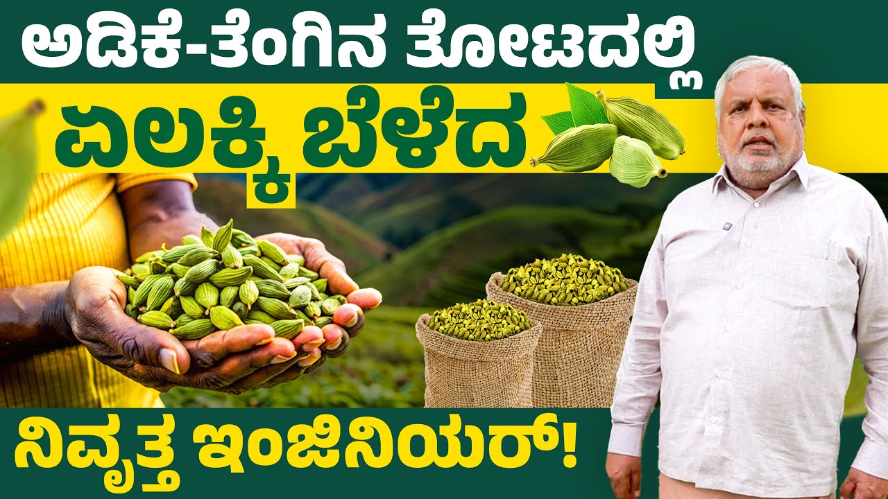 3 ಏಕರೆ ತೋಟದಲ್ಲಿ ಲಾಭದಾಯಕ ಏಲಕ್ಕಿ ಕೃಷಿ ಅಂತರ ಬೆಳೆಯ ಯಶಸ್ಸು | Cardamom Farming Karnataka | Kannada Farmer