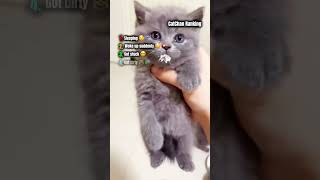 CatChan Ranking: Not So Smart Cats 😹 #catchan #funny #cat #pets #petshub #funnycatches #cats