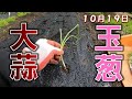 玉ねぎとニンニクの植え付け