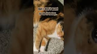 I don't want to do it today 😫 #funnypets #cocoandloco #cute #ytshorts