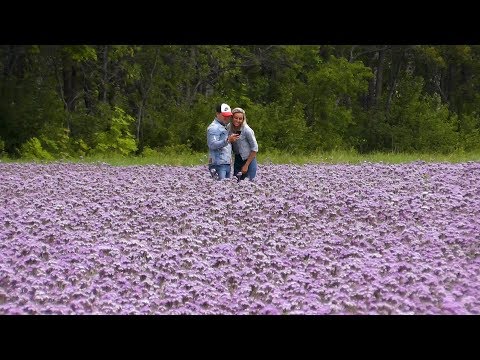 Видео: Phacelia