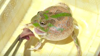 A frog is surprised at the food it sees for the first time lol