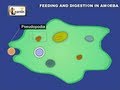 Feeding and digestion in amoeba  elementary science