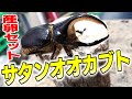 サタンの産卵セット