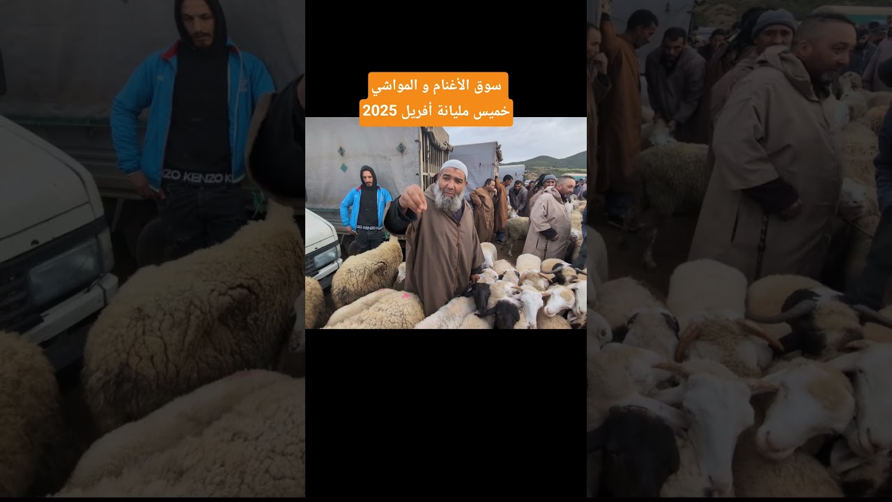 سوق الأغنام و المواشي خميس مليانة أفريل 2025