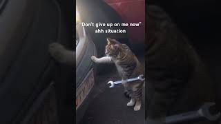 Meet my Cat Mechanic, Rusty! #cat #cats #cars #memes #funny
