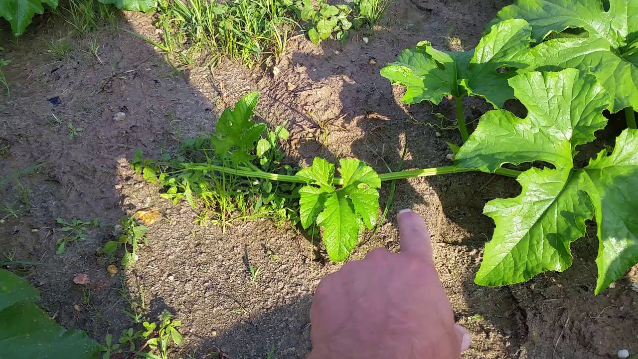 Irrigating Pumpkins YouTube