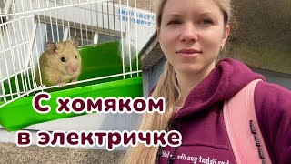 Vlog. Первое путешествие хомяка Валеры 🐹😂 Едем к родителям в деревню