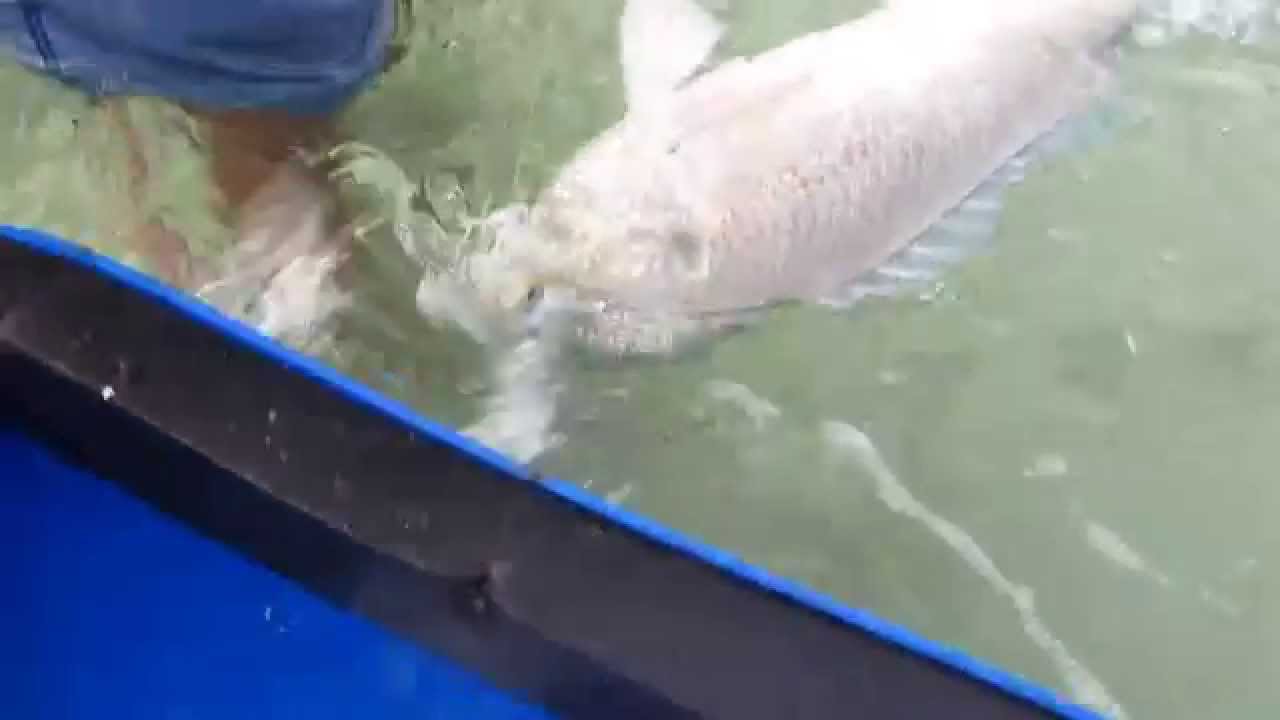 صيد خيه سبيطي 2