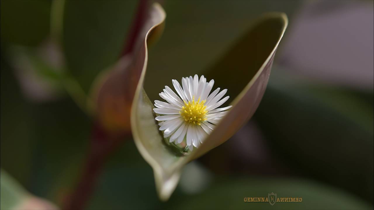 Stamatis Spanoudakis"Klemmena Filia"[Stolen Kisses]Vocal~Irontina