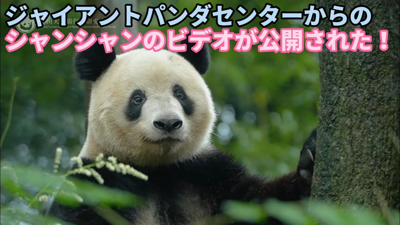 ジャイアントパンダセンターからのシャンシャンのビデオが公開された！