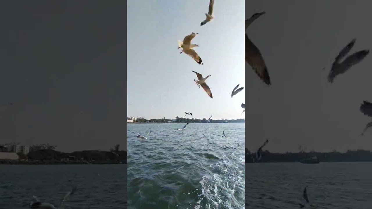 Cruising in a Yacht in Goa  