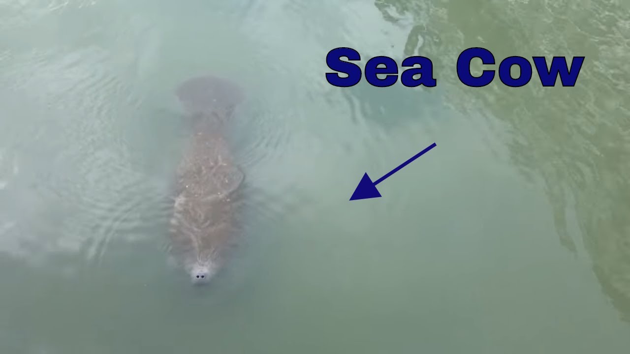 white shoes Sea Manatee - Caught on VIDEO !!!