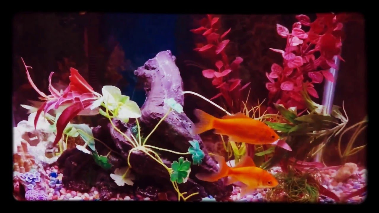 Goldfish eats other goldfish YouTube