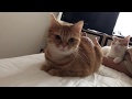 しゃっくりする猫