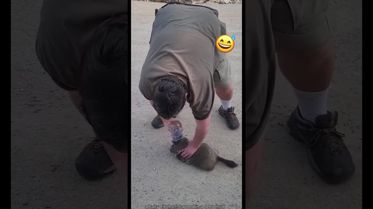 Viral Animal Rescues 🐾❤️ | Heroes Saving Animals in Incredible Moments