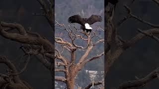 Big Bear Eagle Cam Jackie And Shadow On A Date