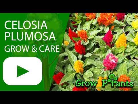 Celosia plumosa – grow, care (Prince of Wales feathers)