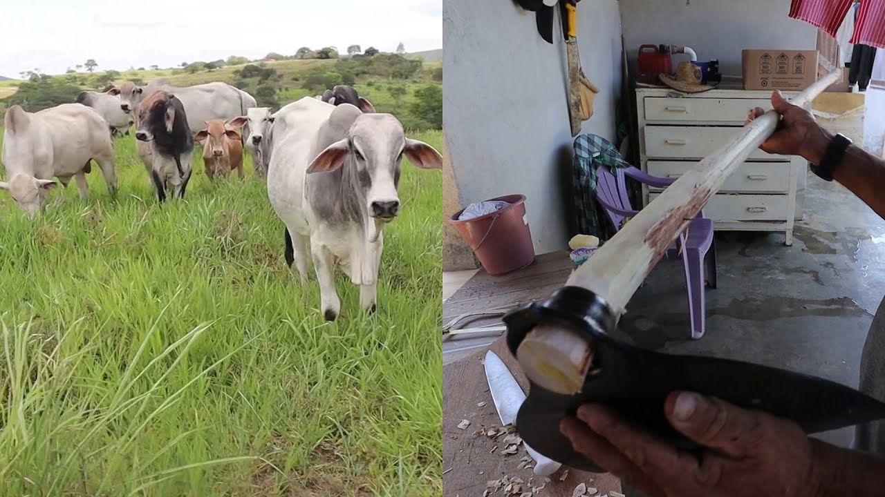 MUDANDO O GADO DE PASTO + COMO COLOCAR CABO NUMA ENXADA
