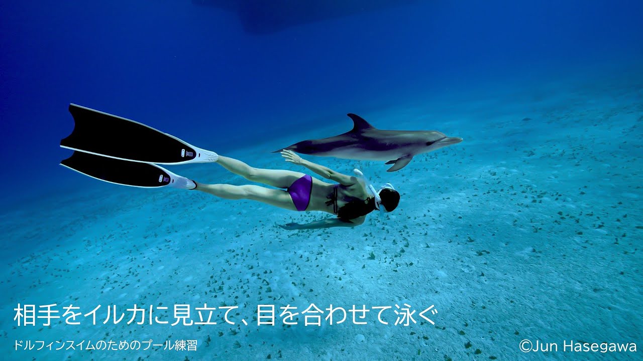 野生のイルカと泳ごう！第5回「ドルフィンスイム練習編」｜海の生き物