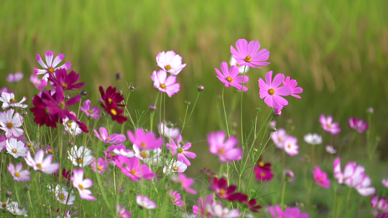 コスモス - YouTube