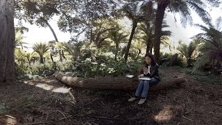 Download Lagu 360 Video (in 4K) : Artist Jane Kim Illustrates Golden Gate Park's Entwined Ecologies | KQED MP3