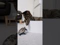 全力で推し活するクサガメ軍曹まとめ【 #猫と亀 】