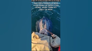 Rùa biển khổng lồ mắc lưới đánh cá được cứu sống, hành trình kỳ diệu tại Nga!