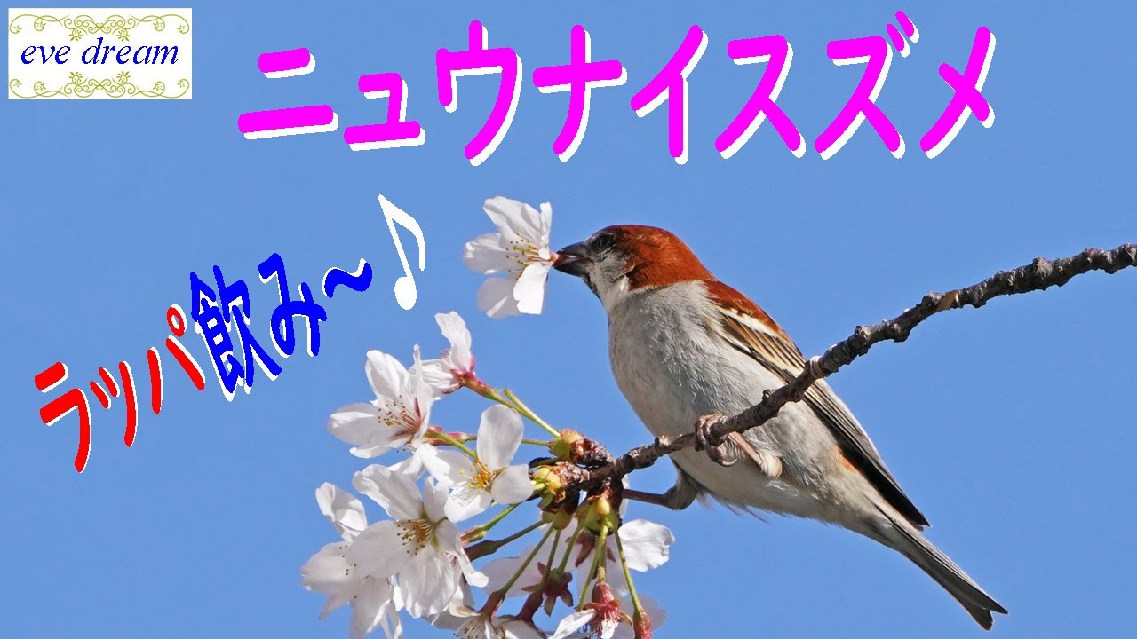 ラッパ ニュウナイスズメ Youtube